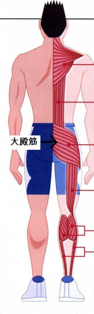 アンチエイジング