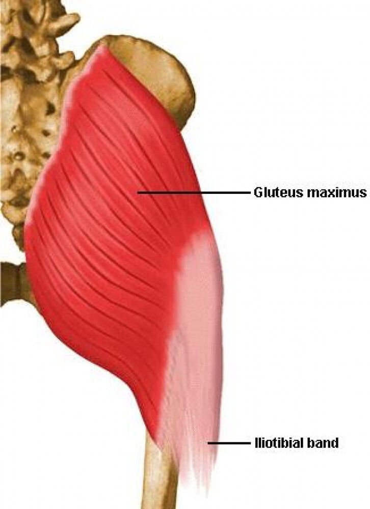 [研究論文] お尻の筋肉の働きを意識した歩き方