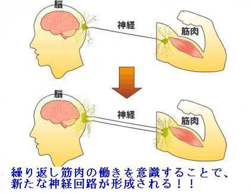 筋力トレーニングを科学する