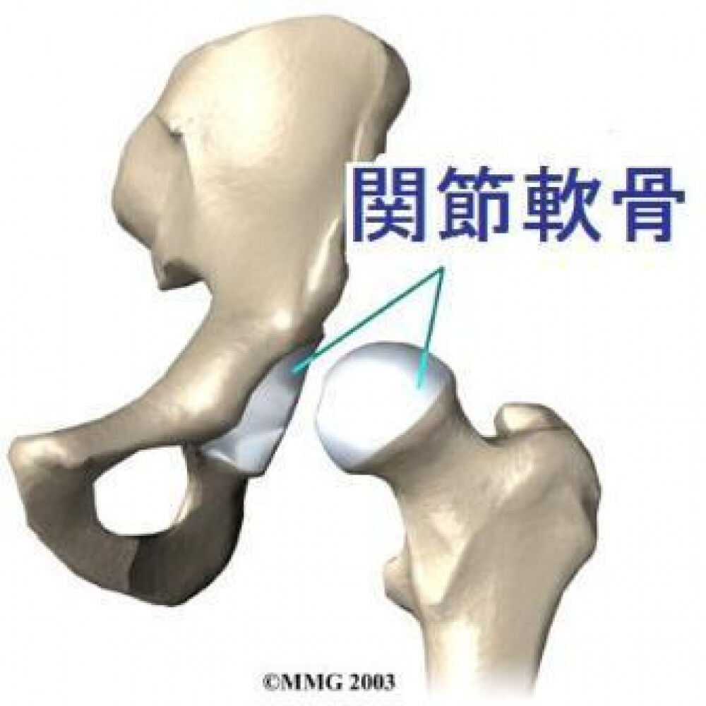 歩行が軟骨を育てる