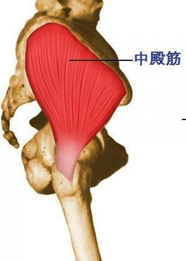 [正しい歩き方] 横揺れと中殿筋