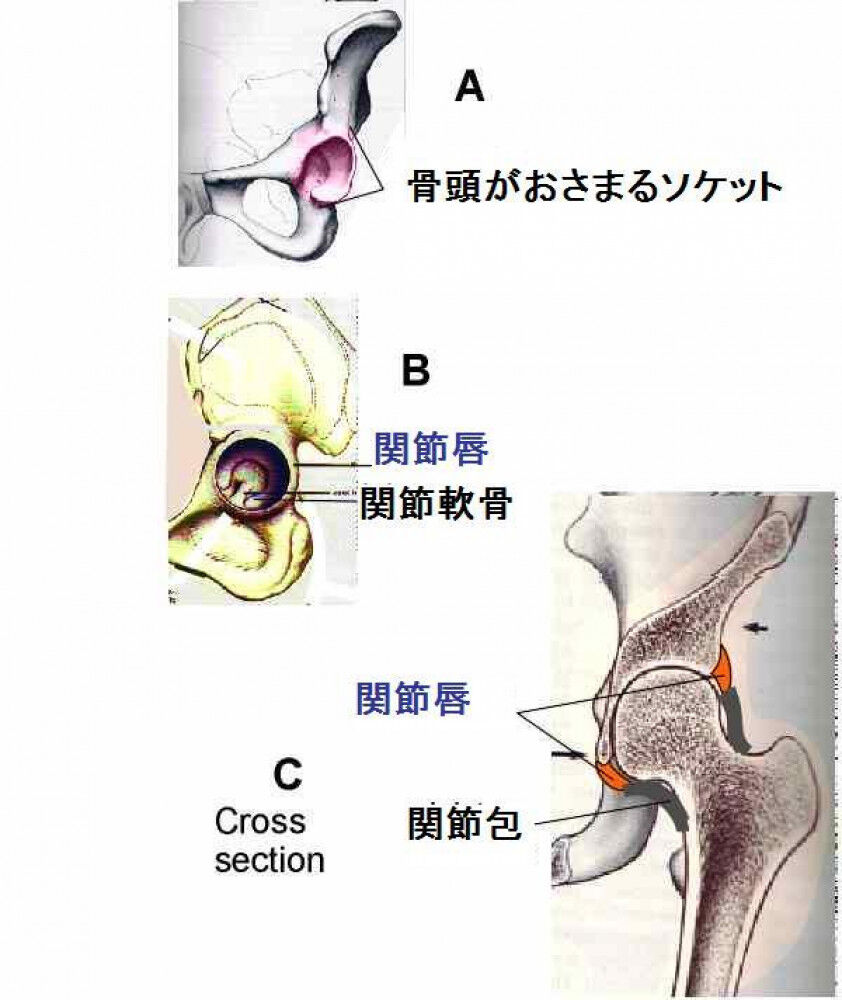 [股関節唇損傷の基礎] 超簡単 痛みの発生メカニズム