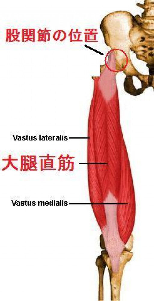 [研究論文] 股関節唇損傷 関節唇と筋肉の痛み