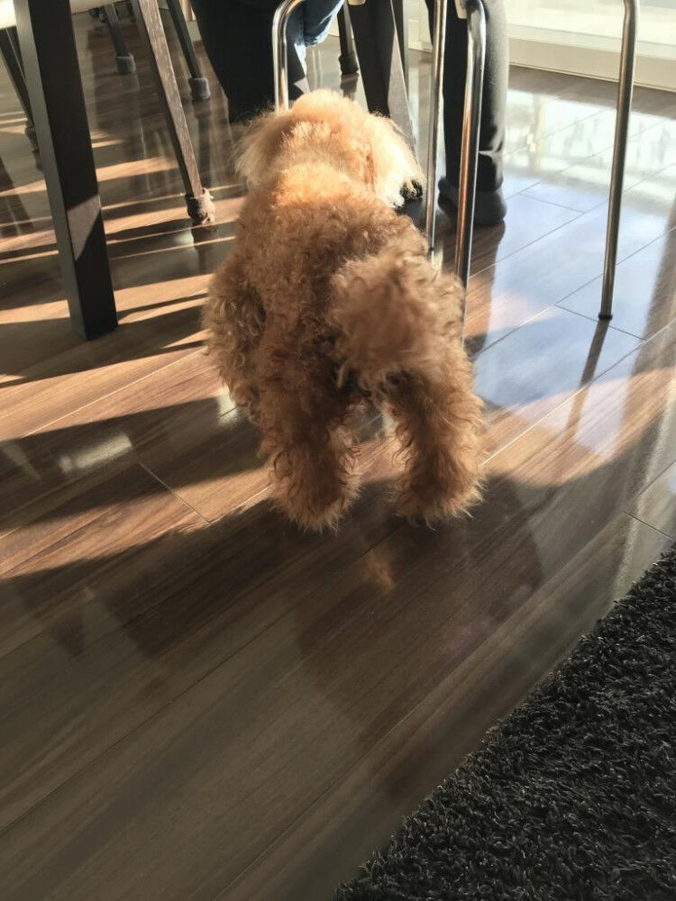 犬も股関節が弱くなる